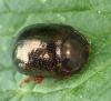 Chrysolina bankii
